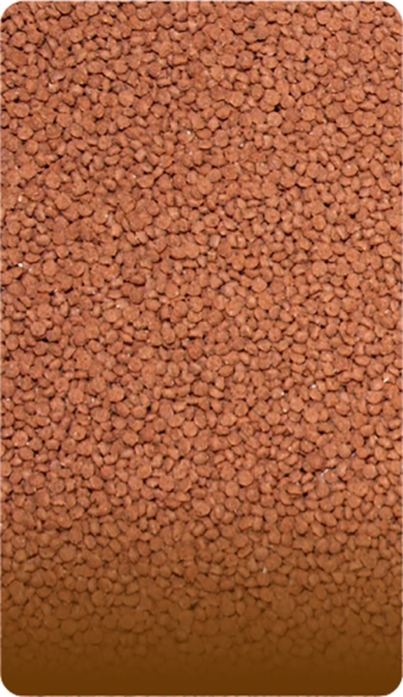 Coated Seed