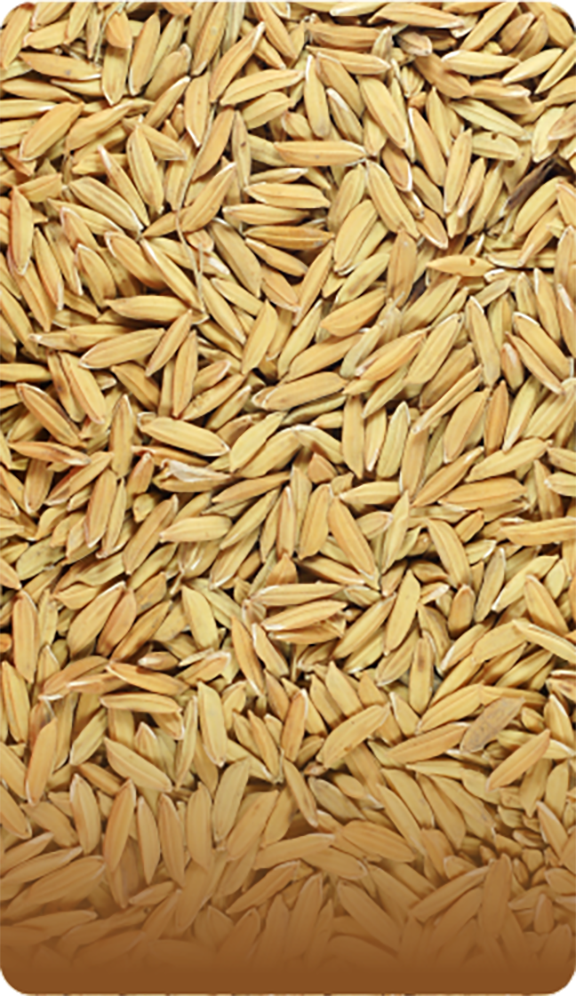 Grass Seed